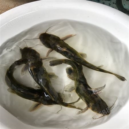 养殖场的黄骨鱼 淡水红鲳黄骨鱼 厂家批发