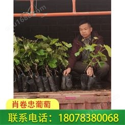 桂林阳光玫瑰脱毒苗-葡萄种植基地货源直发