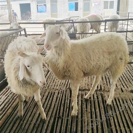 宁.夏盐.池 滩羊供应 采食能力强的波尔山羊 杜泊绵羊小羊苗出售