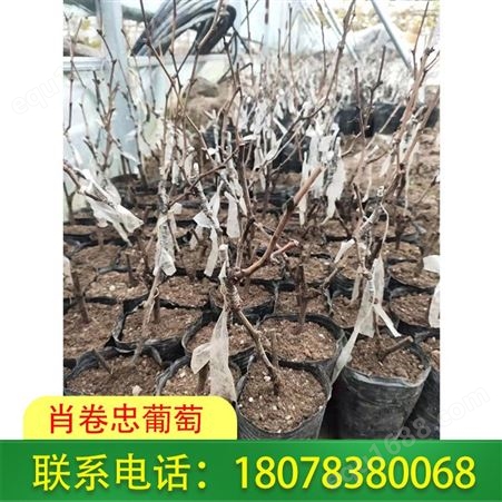 广西阳光玫瑰营养杯苗-桂林5bb占木嫁接苗销售