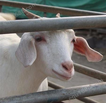 盐.池.滩羊羊肉 美味鲜嫩 福华养殖场代购 出售杜泊绵羊