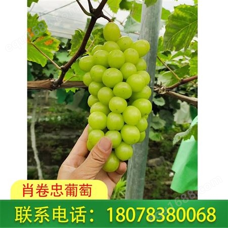 广西葡萄批发 阳光玫瑰葡萄新鲜采摘 桂林葡萄种植